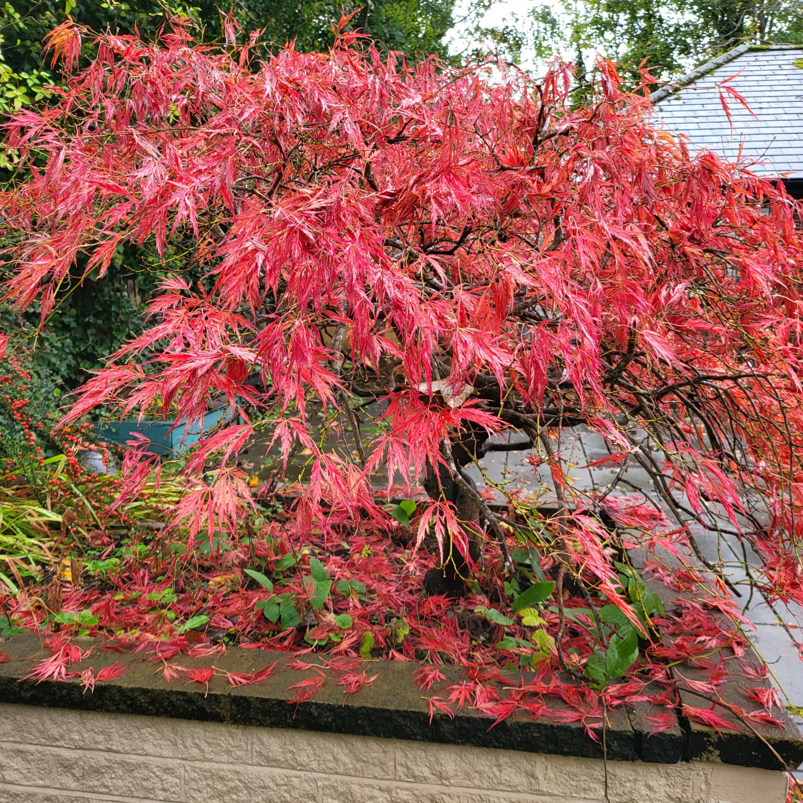 A man with neat brown hair is standing in the sensory garden at Ashville Lodge, he is smiling and wearing a grey jumper.